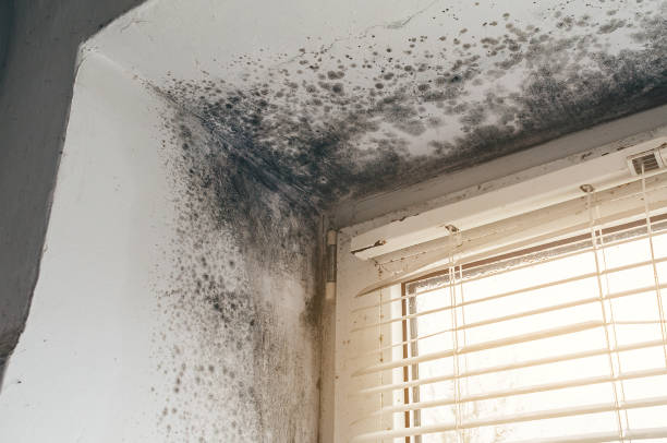 Affordable Mold Cleanup solutions in Tyrone, PA
